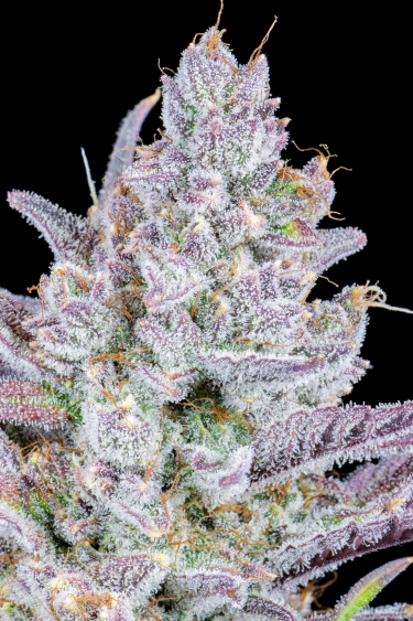 Instagram Wedding Glue Auto