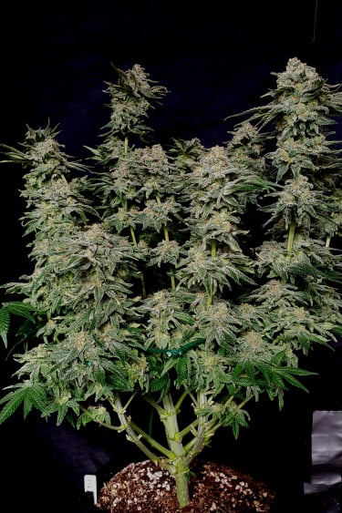 Instagram Wedding Cheesecake FF