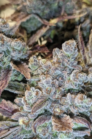 Instagram Cream Cookies Auto