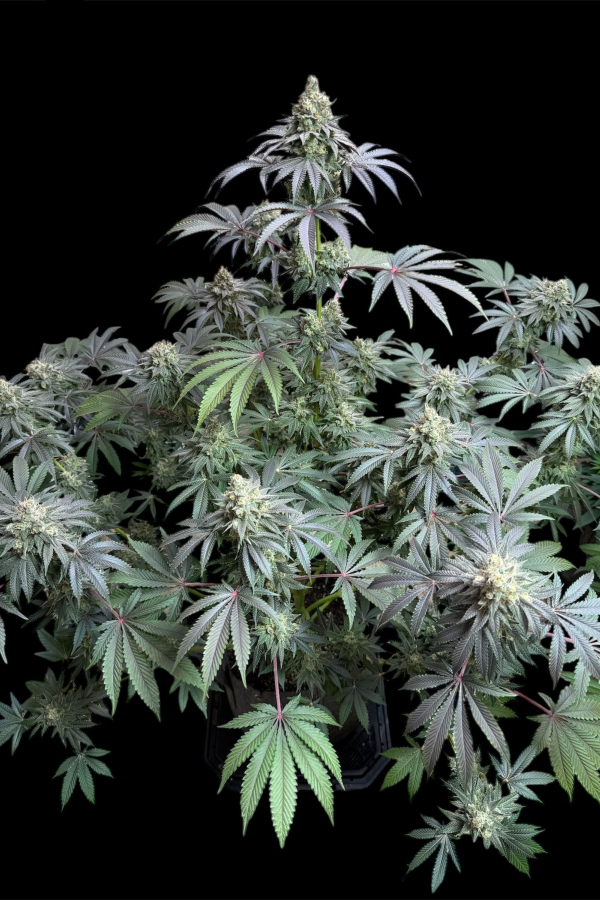 Instagram Lemon Cherry Runtz