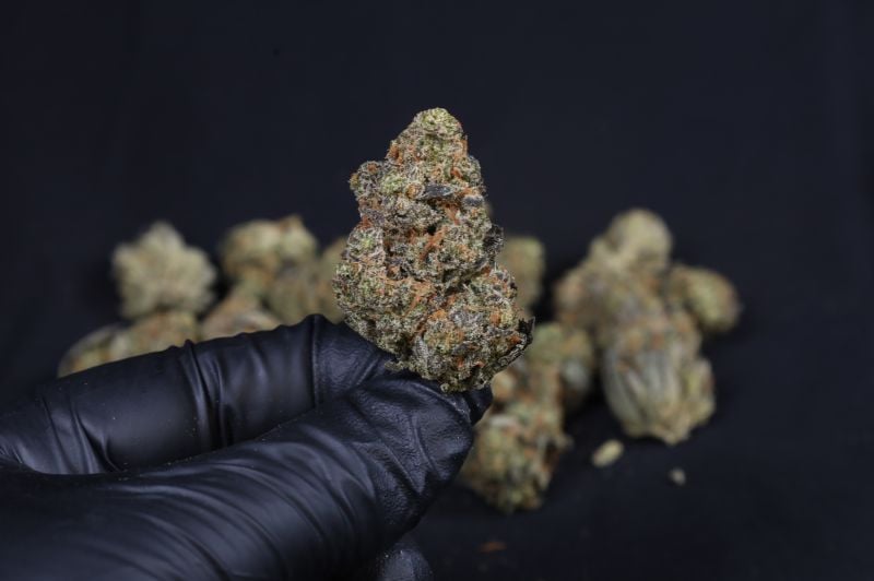 Instagram Guava Auto RF3