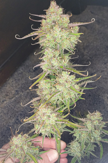 Instagram Apricot Auto