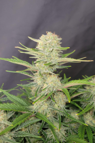 Instagram Apricot Auto