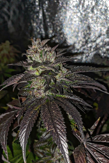 Instagram Wedding Glue Auto