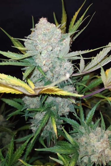 Instagram White Widow Auto