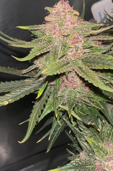 Lemon Cherry Cookies Auto