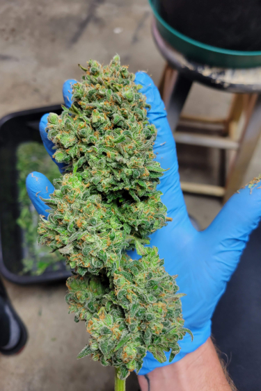 Instagram Trainwreck Auto