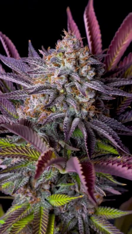 Tropicana Cookies FF @highigan IG 1