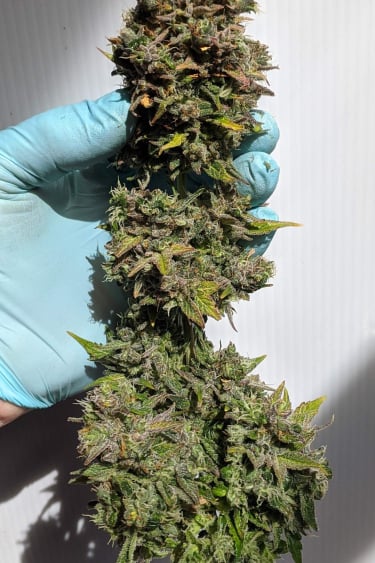 Instagram CBD Auto 201