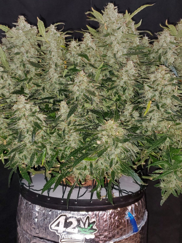 Instagram Blueberry Auto