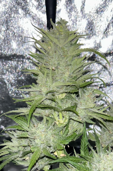 Instagram Pound Cake Auto