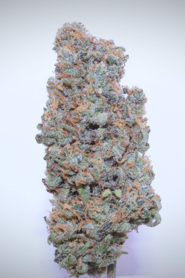 Instagram Trainwreck Auto