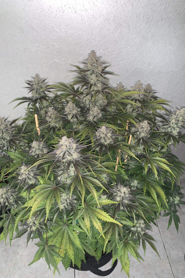 Instagram Mimosa Cake Auto