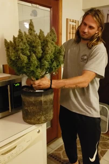 Wedding Cheesecake Auto