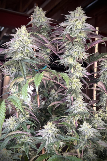 Instagram Papaya Sherbet