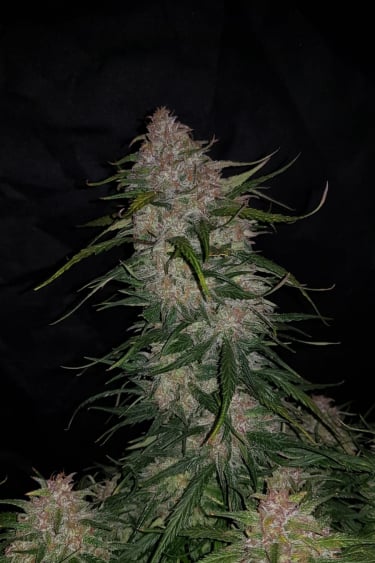 Instagram Smoothie Auto