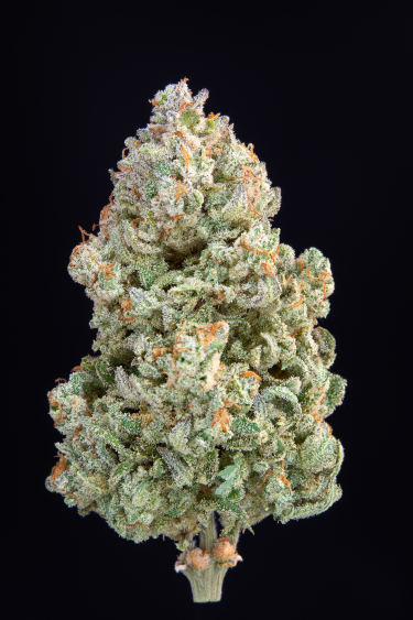 Instagram Afghan Kush Auto