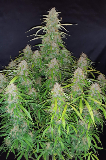 Instagram Lemon Pie Auto