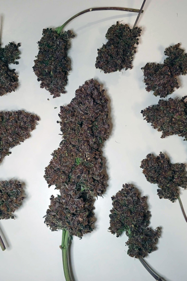 Instagram Purple Lemonade Auto