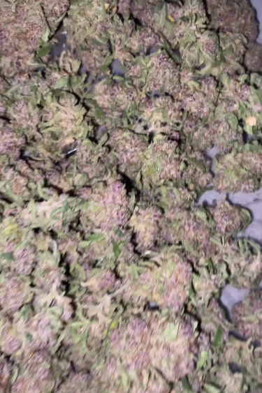 Tropicana Cookies Auto