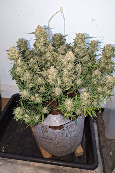 Instagram BubbleGum Auto