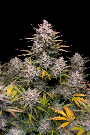 Instagram Apple Strudel Auto