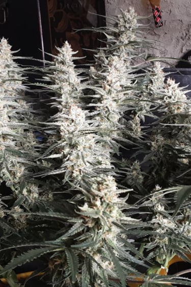 Instagram OG Kush Auto