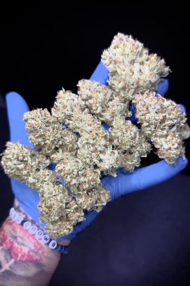 Instagram Sour Jealousy Auto