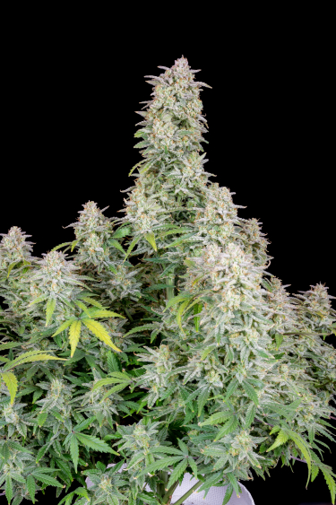 Instagram Forbidden Runtz Auto