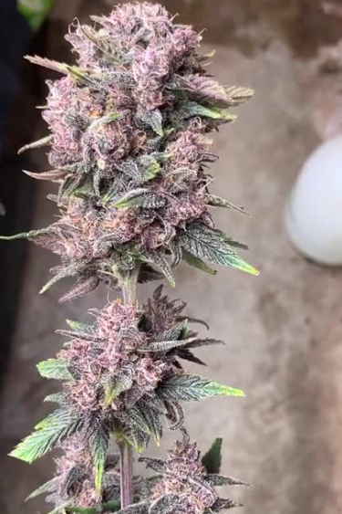 Lemon Cherry Cookies Auto