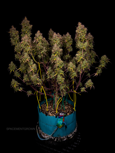 Instagram Amnesia Z Auto