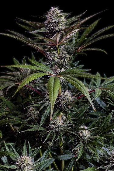 Instagram Purple Lemonade FF