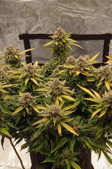 Instagram Trainwreck Auto