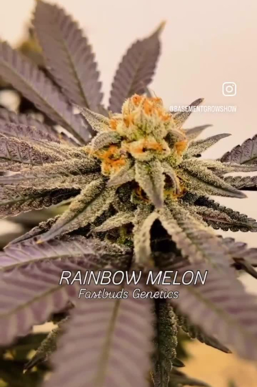 Rainbow Melon
