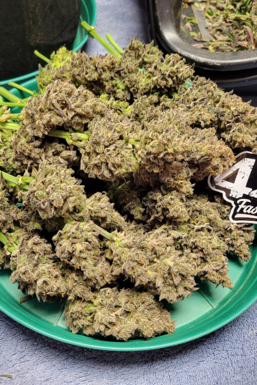 Instagram Guava Auto