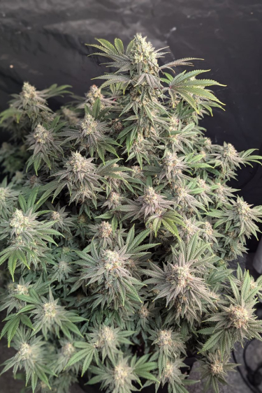 Instagram Rainbow Melon