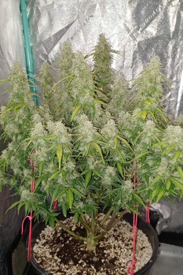 Instagram Blueberry Auto