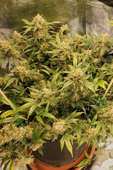 Instagram Chemdawg Auto