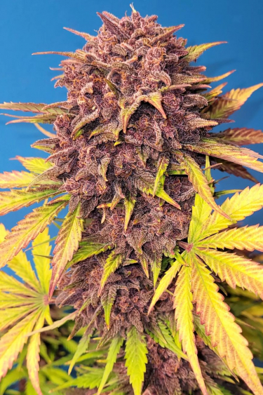 Instagram Purple Lemonade Auto