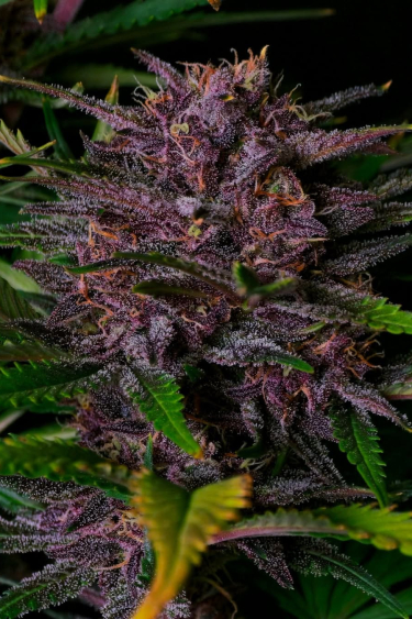 Instagram Purple Haze Auto