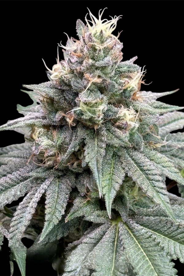 Instagram Lemon Cherry Runtz