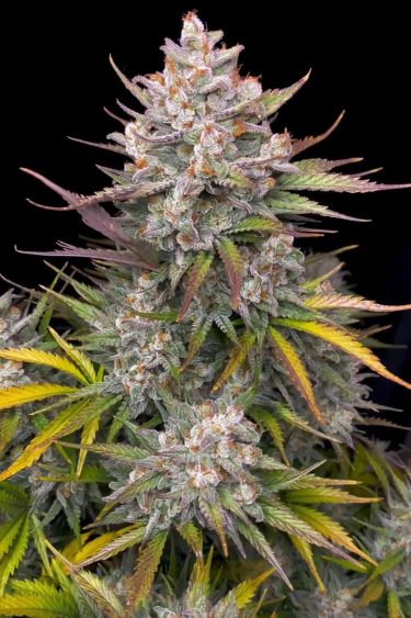 Instagram Apple Strudel Auto