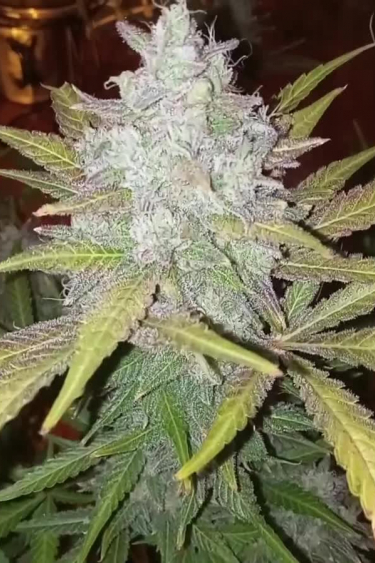 Gorilla Z Auto