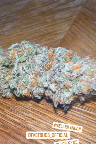 GG4 Sherbet FF