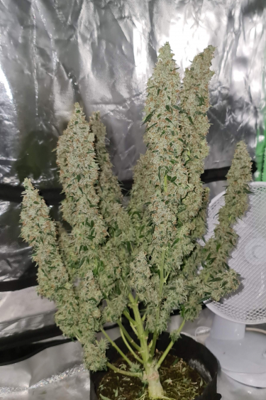 Instagram Wedding Cheesecake Auto