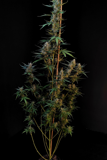 Instagram White Widow Auto