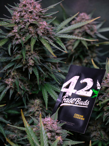 Instagram Cream Cookies Auto