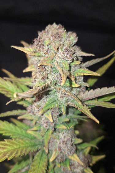 Instagram Purple Haze Auto