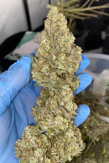 Instagram Gorilla Z Auto