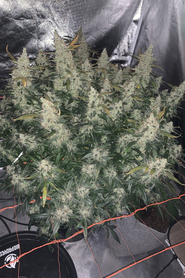 Instagram Northern Lights Auto